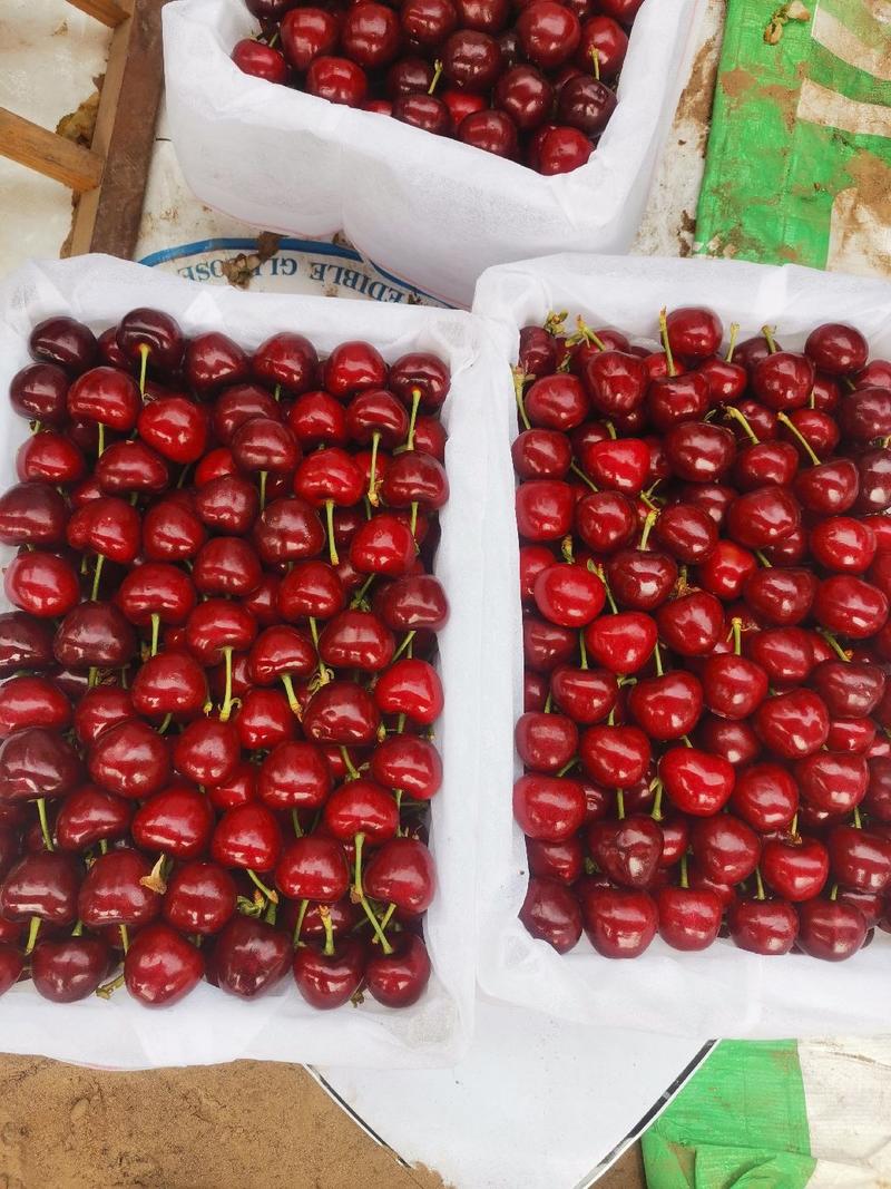 山西美早大樱桃，口感脆甜，大量上市，全国发货