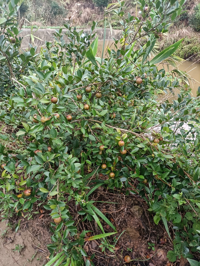 山茶油