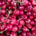 灵宝精品大樱桃，红灯，美早樱桃，大量上市果园直采