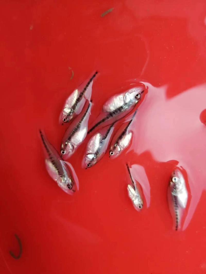 优鲈5号优质加州鲈鱼苗各种规格高密度养殖技术指导