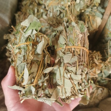 金钱草干货小札广西金钱草货源充足品质保证
