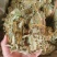 金钱草干货小札广西金钱草货源充足品质保证