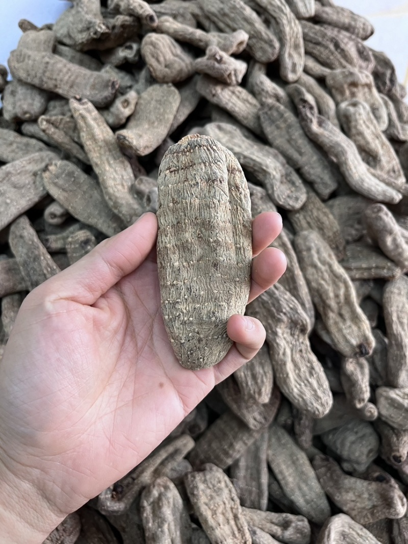 乌天麻昭通小草坝2024年现货30吨左右