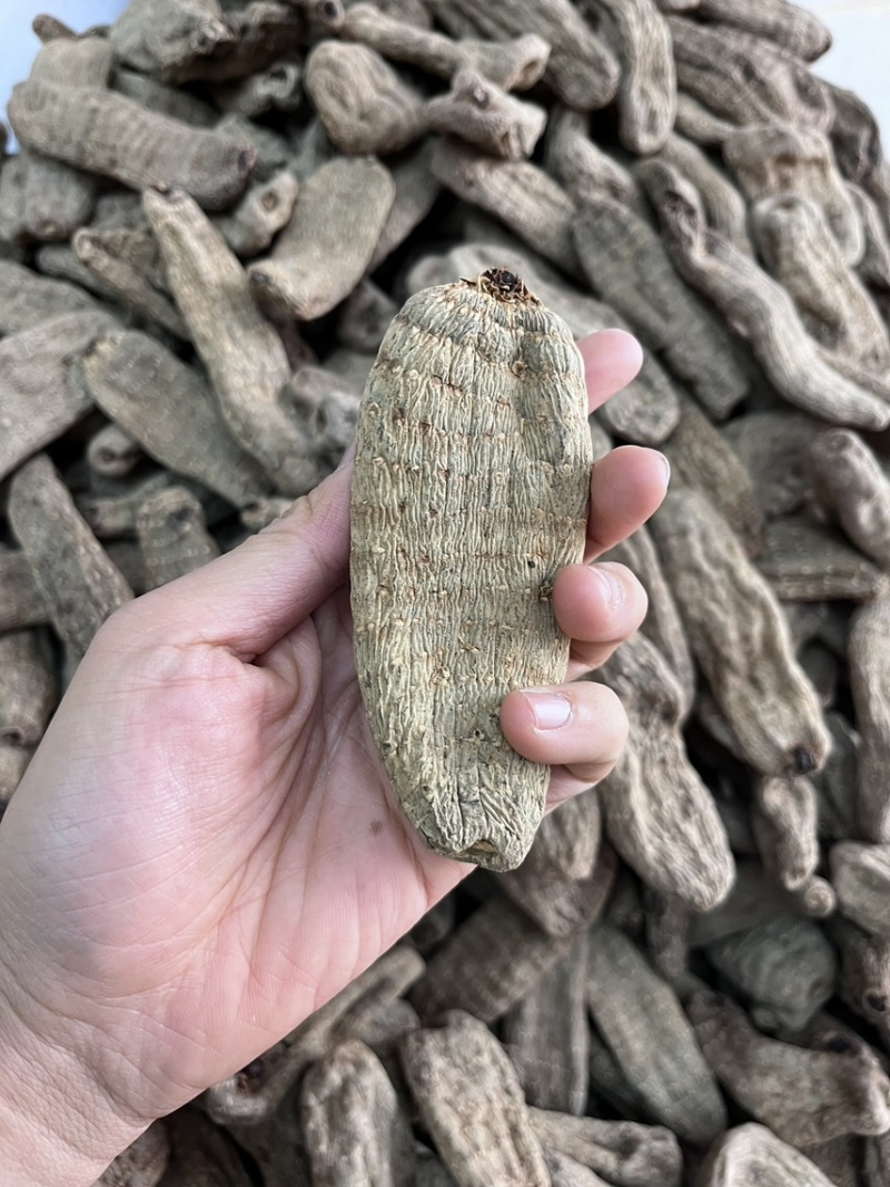 乌天麻昭通小草坝2024年现货30吨左右
