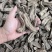 乌天麻昭通小草坝2024年现货30吨左右