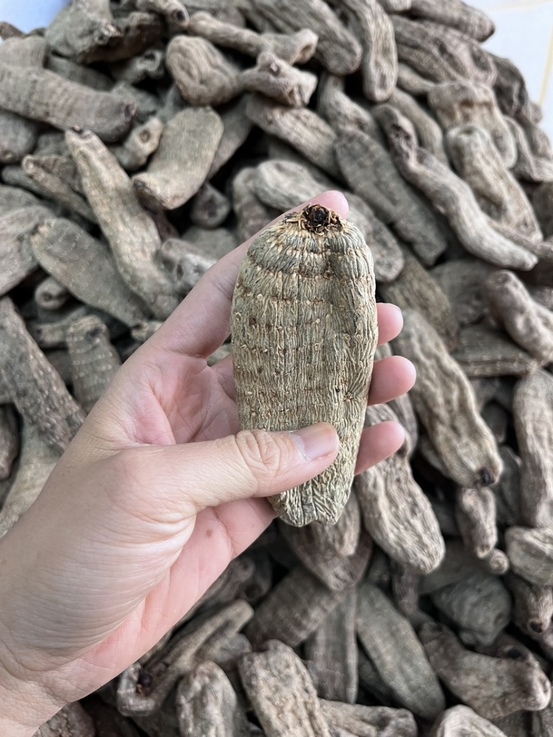 乌天麻昭通小草坝2024年现货30吨左右