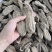 乌天麻昭通小草坝2024年现货30吨左右