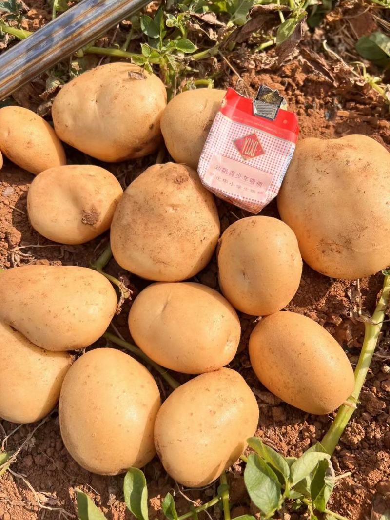 广东惠州黄皮黄心新土豆，大量上市中支持各种包装