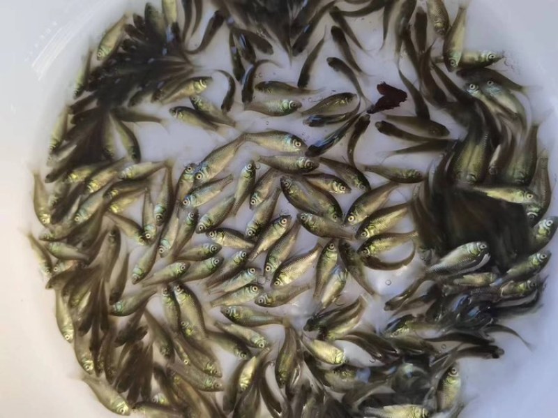 优质中科5号鲫鱼苗异育银鲫鱼苗抗病力强养殖经验指导
