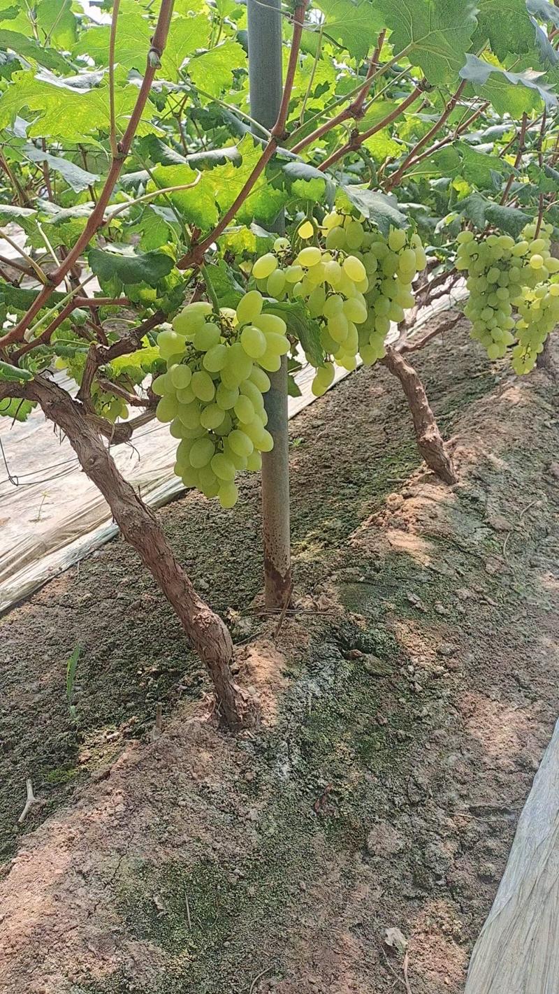 维多利亚葡萄产地直发保证品质供应各种平台