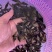 鳜鱼鲑鱼苗