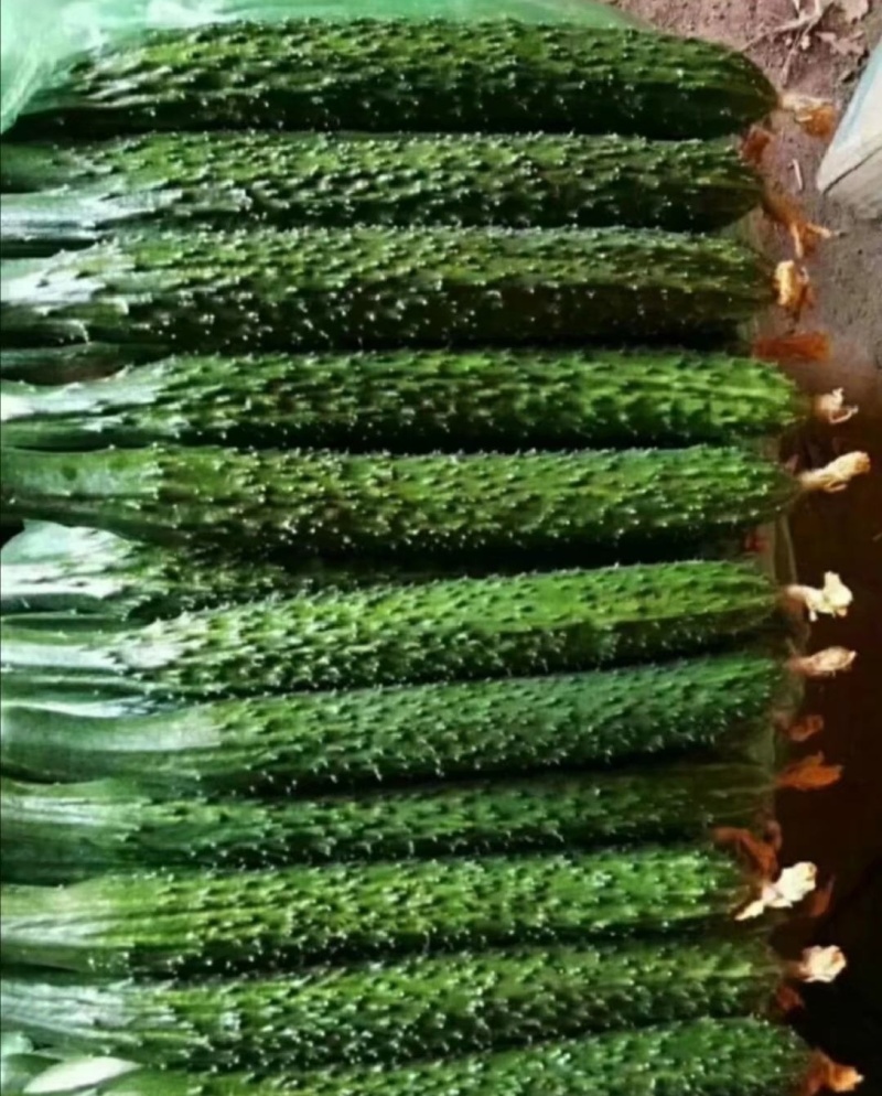 新野密刺黄瓜，百亩基地一手货源，青肉口感好，顶带花刺
