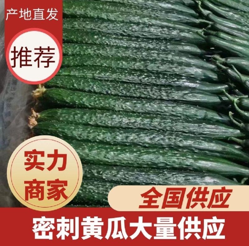 新野密刺黄瓜，百亩基地一手货源，青肉口感好，顶带花刺