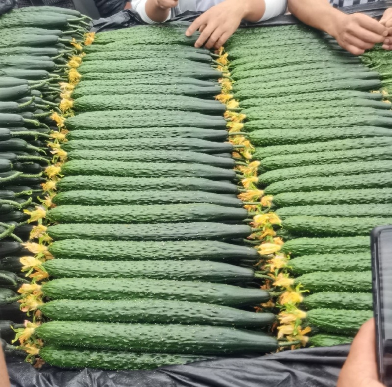 新野密刺黄瓜，百亩基地一手货源，青肉口感好，顶带花刺