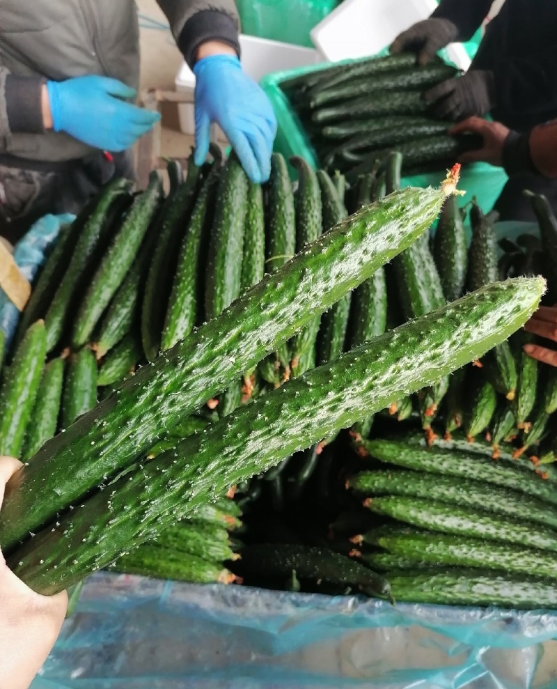 新野密刺黄瓜，百亩基地一手货源，青肉口感好，顶带花刺