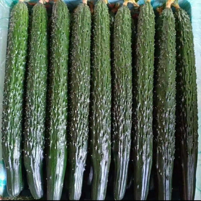 新野密刺黄瓜，百亩基地一手货源，青肉口感好，顶带花刺