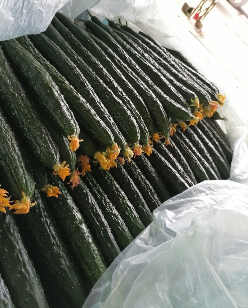 新野密刺黄瓜，百亩基地一手货源，青肉口感好，顶带花刺
