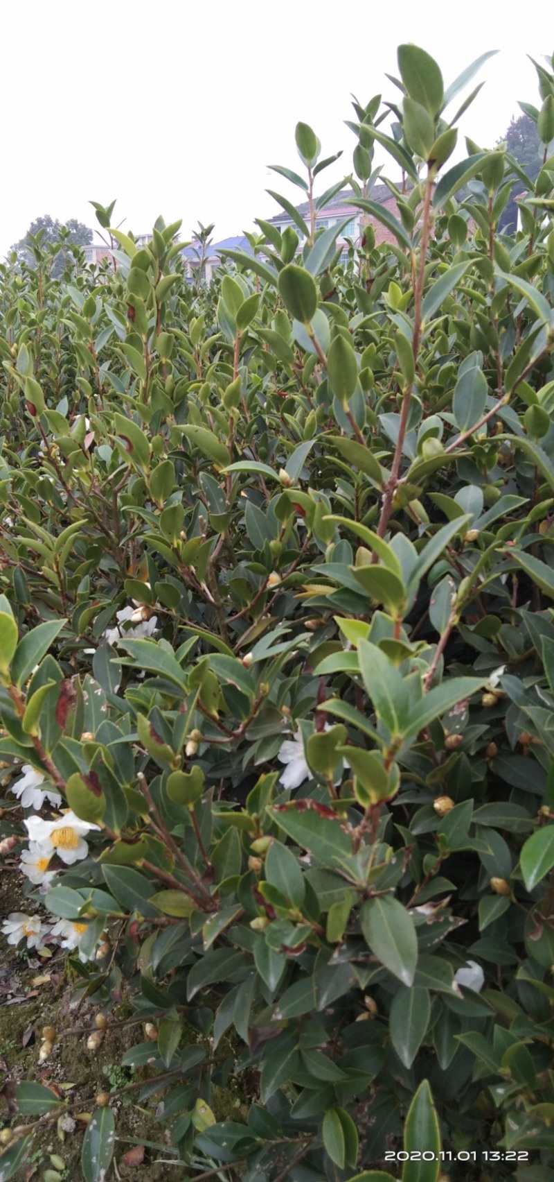 嫁接油茶苗品质保证成活高免费技术指导欢迎联系