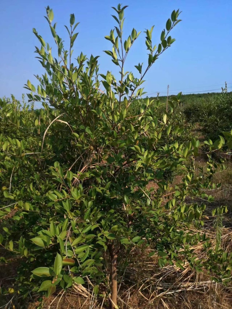 嫁接油茶苗品质保证成活高免费技术指导欢迎联系