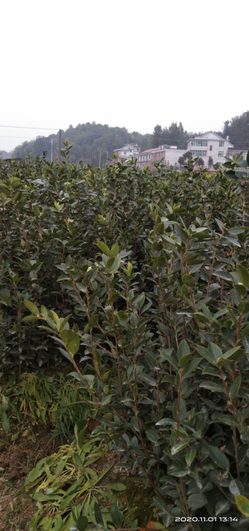 嫁接油茶苗品质保证成活高免费技术指导欢迎联系