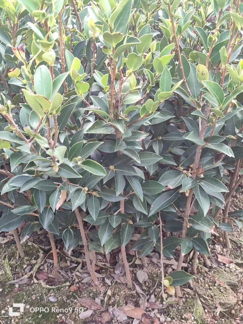 嫁接油茶苗品质保证成活高免费技术指导欢迎联系