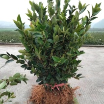 嫁接油茶苗品质保证成活高免费技术指导欢迎联系