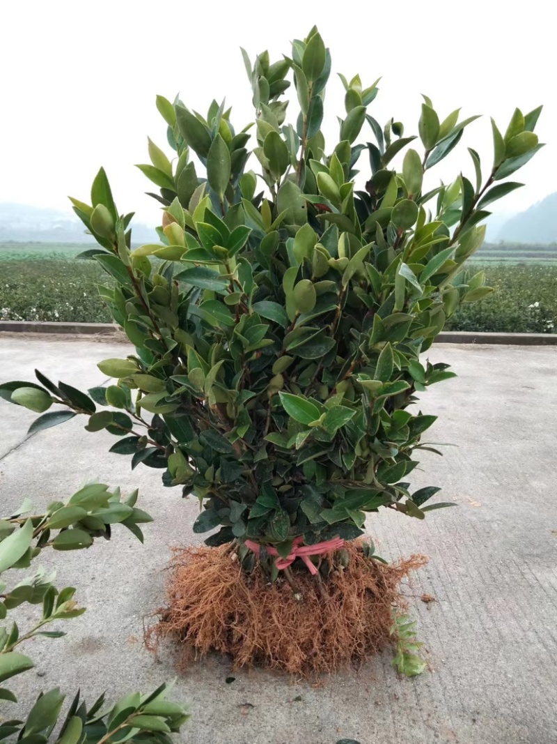嫁接油茶苗品质保证成活高免费技术指导欢迎联系