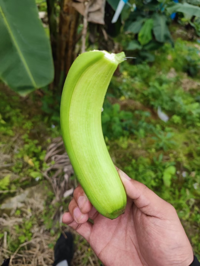广东香蕉基地，条蕉/箱蕉，原产地代办，一手货源。