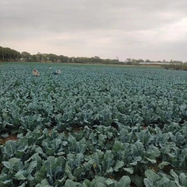 大量西蓝花，基地种植，质量保障