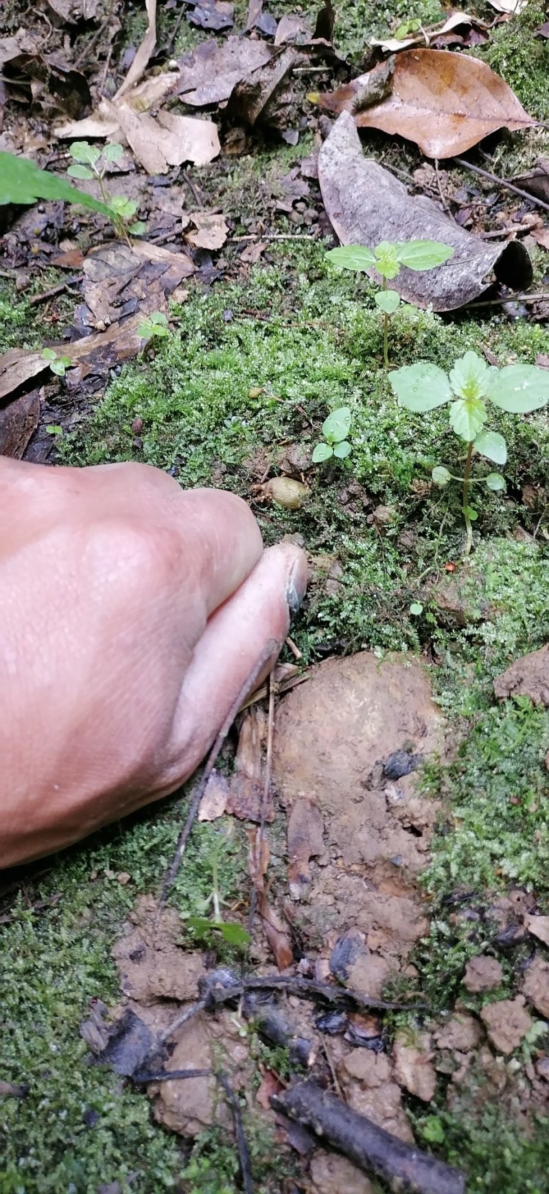 种植6年的金果榄地苦胆可以开发票可以实地考察