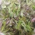 张家界山野莓茶