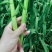 东北红根一点红青蒜苗，大蒜叶大量上市，需要的联系我