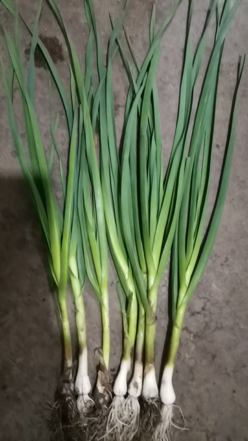 东北红根一点红青蒜苗，大蒜叶大量上市，需要的联系我
