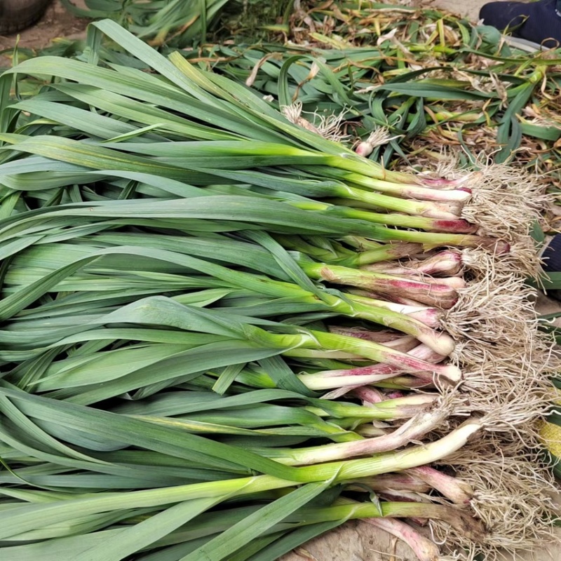 东北红根一点红青蒜苗，大蒜叶大量上市，需要的联系我