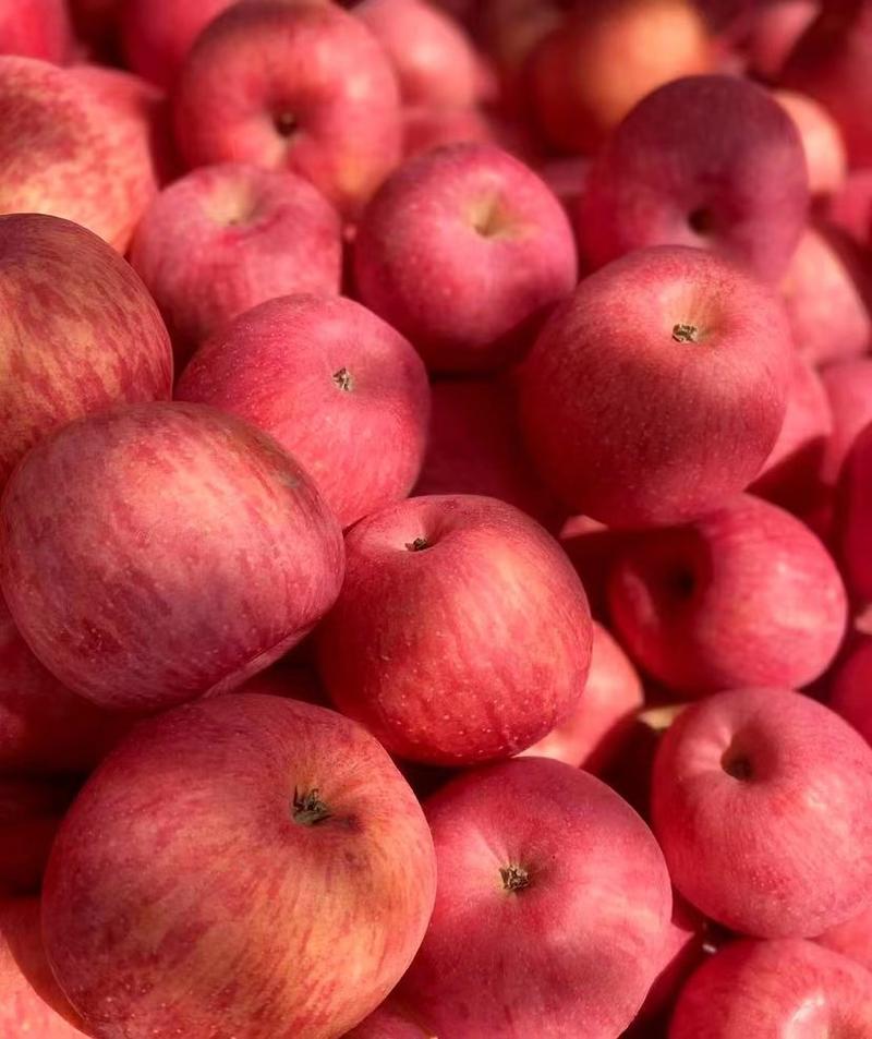 优质红富士苹果产地直供靠谱经营色泽靓丽包装齐全