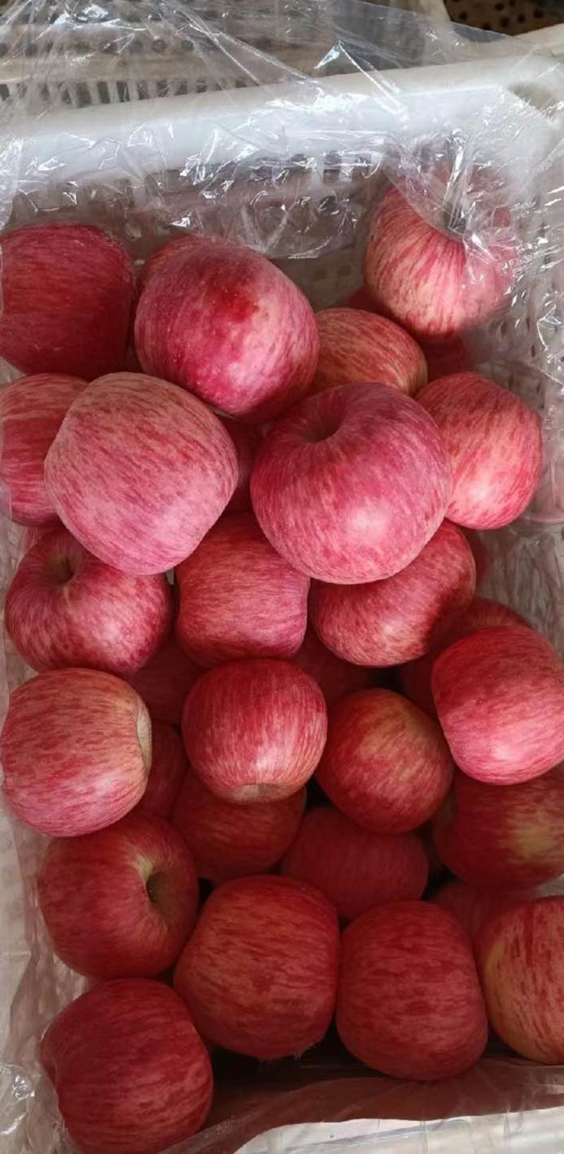 优质红富士苹果产地直供靠谱经营色泽靓丽包装齐全
