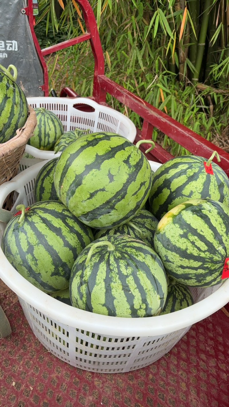 红心黑米美都西瓜🍉又甜又脆好吃；入口清新爽口；化渣