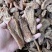 丽江血天麻红天麻现货30吨价格实惠大货可详谈