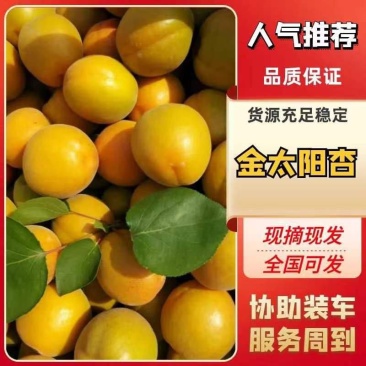金太阳杏价格5月金太阳杏大量上市供应,诚信第一