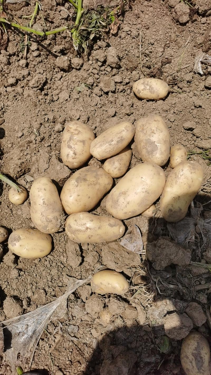 湖北天门黄心大土豆自家种植品质有保证量大从优