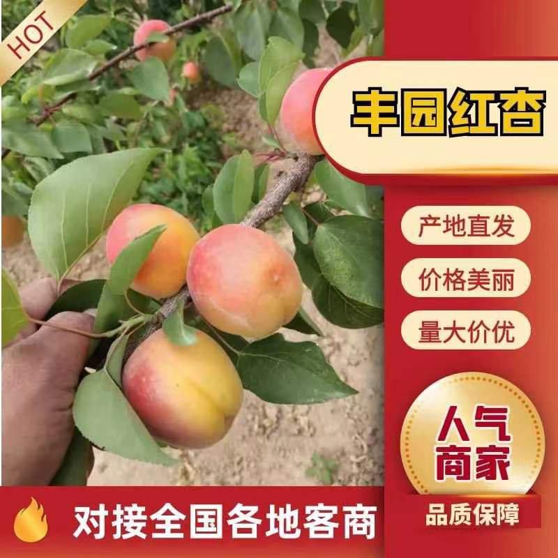 丰园红杏，产地直供，对接电商批发市场老板，诚信经营