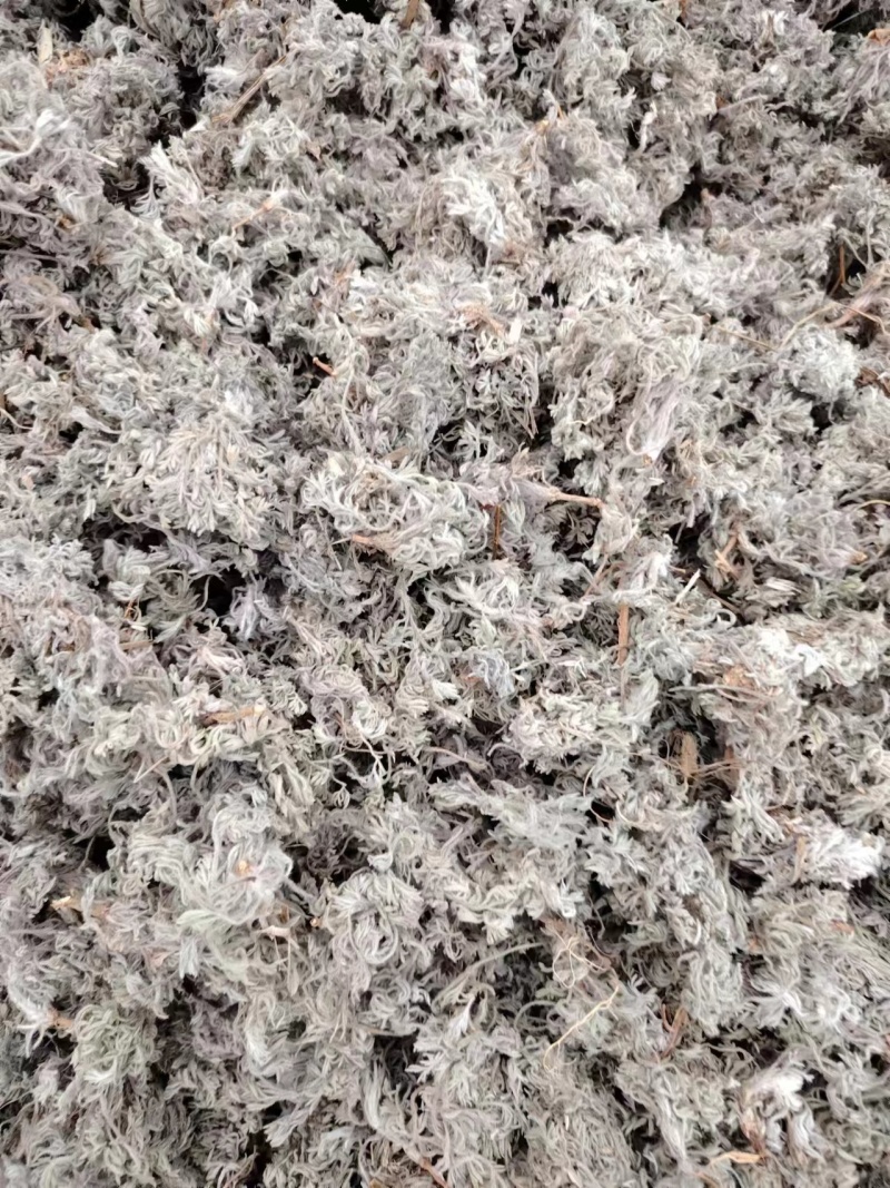 山东本地棉茵陈，无杂质，量大，干度高，前后期常年购销