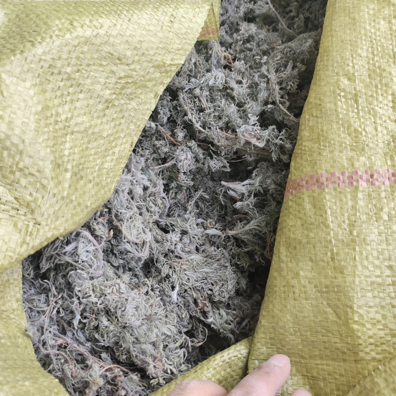 山东本地棉茵陈，无杂质，量大，干度高，前后期常年购销
