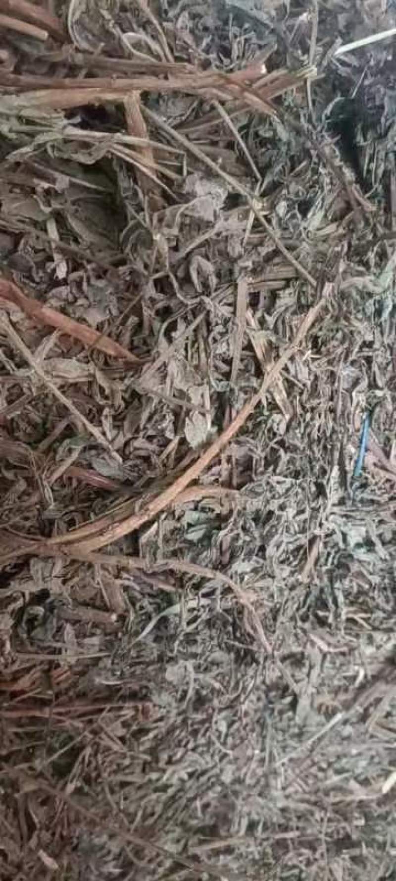山东阳信精品败酱草，无根，无杂质，量大。干度优秀