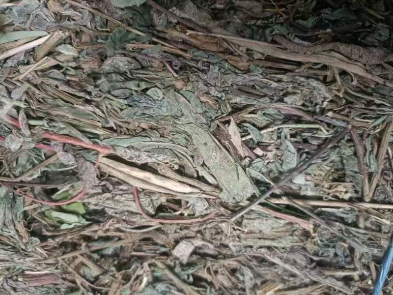 山东阳信精品败酱草，无根，无杂质，量大。干度优秀