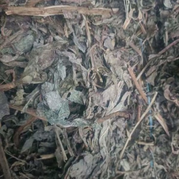 山东阳信精品败酱草，无根，无杂质，量大。干度优秀