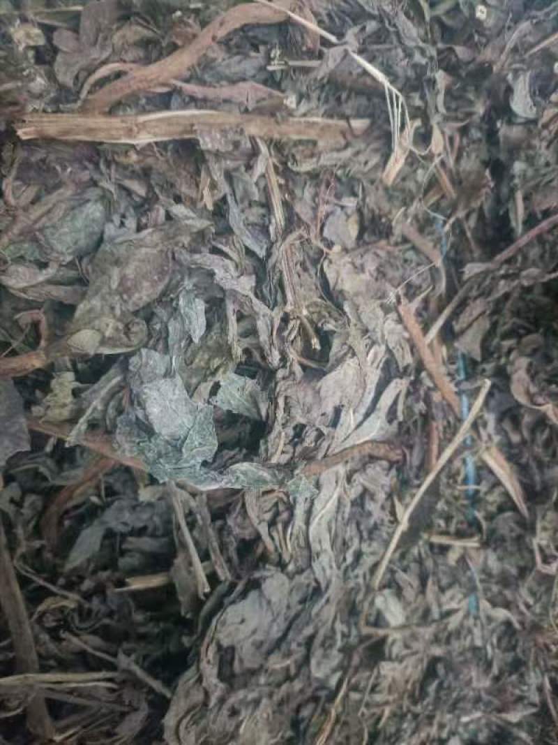 山东阳信精品败酱草，无根，无杂质，量大。干度优秀