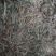 山东阳信精品败酱草，无根，无杂质，量大。干度优秀