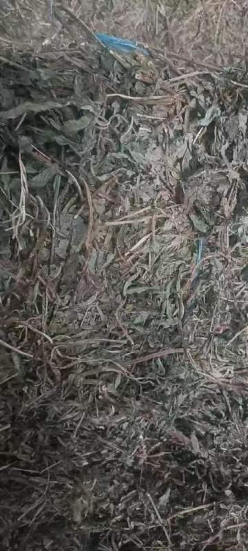山东阳信精品败酱草，无根，无杂质，量大。干度优秀