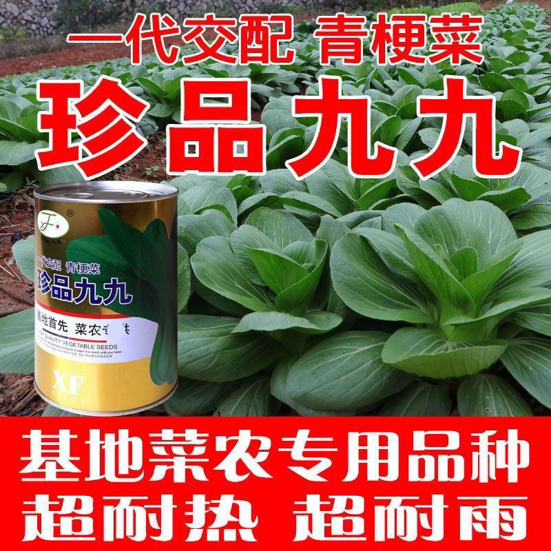 晓富珍品九九青梗菜种子耐热耐寒口感甜脆叶片深绿商品性好青菜种